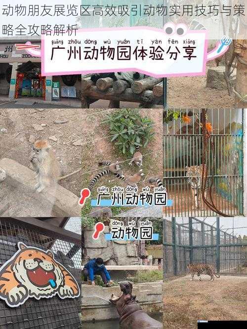 动物朋友展览区高效吸引动物实用技巧与策略全攻略解析